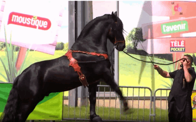 Le cheval mis à l’honneur à Equi’Feria